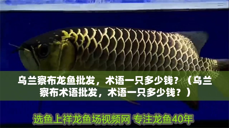 烏蘭察布龍魚批發(fā)，術(shù)語(yǔ)一只多少錢？（烏蘭察布術(shù)語(yǔ)批發(fā)，術(shù)語(yǔ)一只多少錢？） 烏蘭察布龍魚批發(fā)，術(shù)語(yǔ)一只多少錢？（烏蘭察布術(shù)語(yǔ)批發(fā)，術(shù)語(yǔ)一只多少錢？） 觀賞魚百科