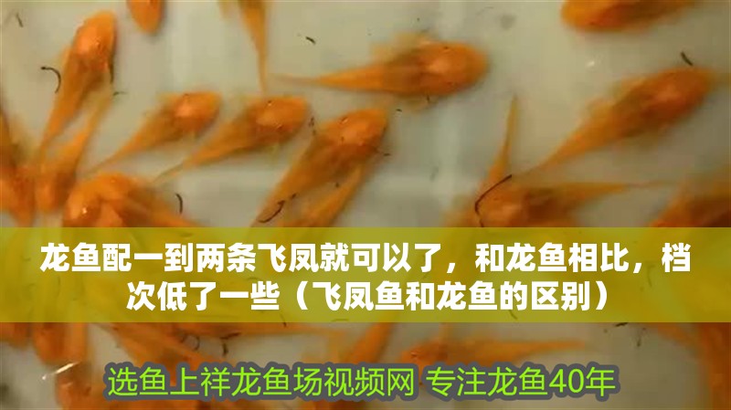 龍魚配一到兩條飛鳳就可以了，和龍魚相比，檔次低了一些（飛鳳魚和龍魚的區別）