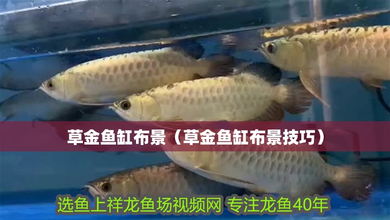 草金魚缸布景（草金魚缸布景技巧）