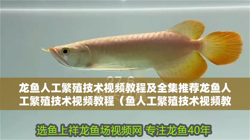 龍魚人工繁殖技術視頻教程及全集推薦龍魚人工繁殖技術視頻教程(魚人工繁殖技術視頻教程及全集推薦龍魚人工繁殖技術視頻教程) 觀賞魚百科 第2張 龍魚人工繁殖技術視頻教程及全集推薦龍魚人工繁殖技術視頻教程(魚人工繁殖技術視頻教程及全集推薦龍魚人工繁殖技術視頻教程) 龍魚人工繁殖技術視頻教程及全集推薦龍魚人工繁殖技術視頻教程(魚人工繁殖技術視頻教程及全集推薦龍魚人工繁殖技術視頻教程) 觀賞魚百科 第2張