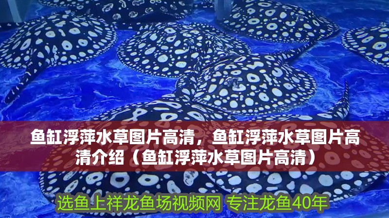 魚缸浮萍水草圖片高清，魚缸浮萍水草圖片高清介紹（魚缸浮萍水草圖片高清）