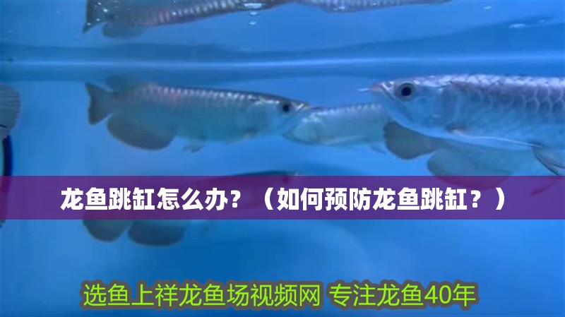 龍魚跳缸怎么辦?(如何預防龍魚跳缸?) 觀賞魚百科 第2張 龍魚跳缸怎么辦?(如何預防龍魚跳缸?) 龍魚跳缸怎么辦?(如何預防龍魚跳缸?) 觀賞魚百科 第2張