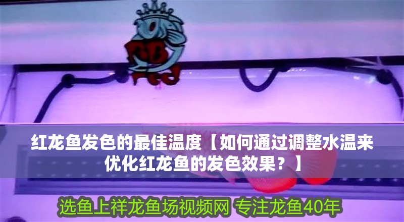 紅龍魚(yú)發(fā)色的最佳溫度【如何通過(guò)調(diào)整水溫來(lái)優(yōu)化紅龍魚(yú)的發(fā)色效果？】