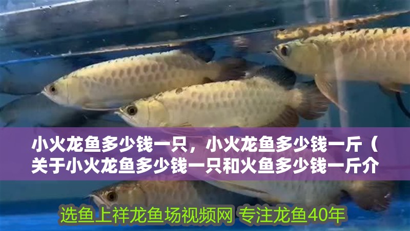 小火龍魚多少錢一只，小火龍魚多少錢一斤（關(guān)于小火龍魚多少錢一只和火魚多少錢一斤介紹到此就結(jié)束了）