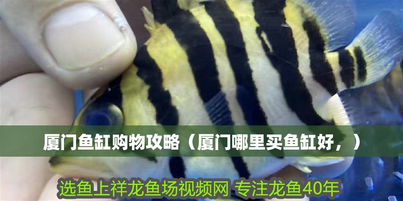 廈門魚缸購物攻略（廈門哪里買魚缸好，） 廈門魚缸購物攻略（廈門哪里買魚缸好，） 觀賞魚百科