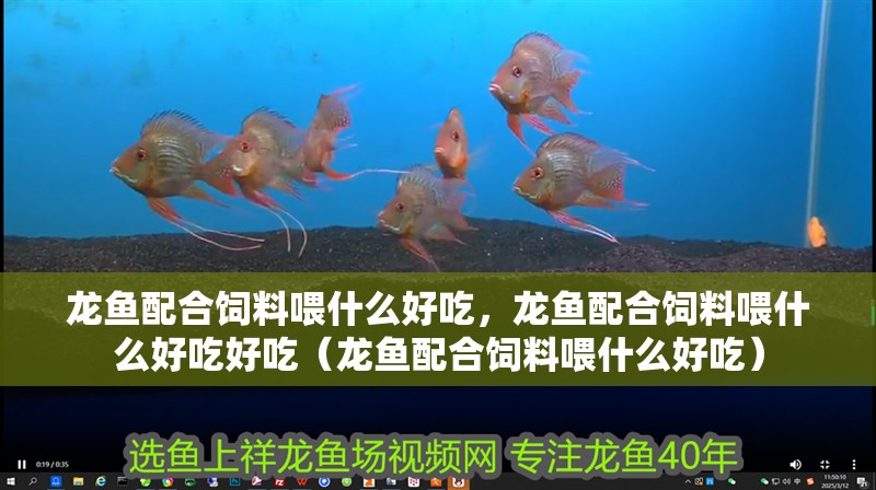 龍魚配合飼料喂什么好吃，龍魚配合飼料喂什么好吃好吃（龍魚配合飼料喂什么好吃） 龍魚配合飼料喂什么好吃，龍魚配合飼料喂什么好吃好吃（龍魚配合飼料喂什么好吃） 觀賞魚百科 第2張