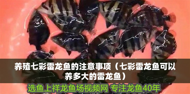養殖七彩雷龍魚的注意事項（七彩雷龍魚可以養多大的雷龍魚）