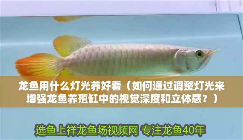龍魚用什么燈光養(yǎng)好看（如何通過調(diào)整燈光來增強龍魚養(yǎng)殖缸中的視覺深度和立體感？）