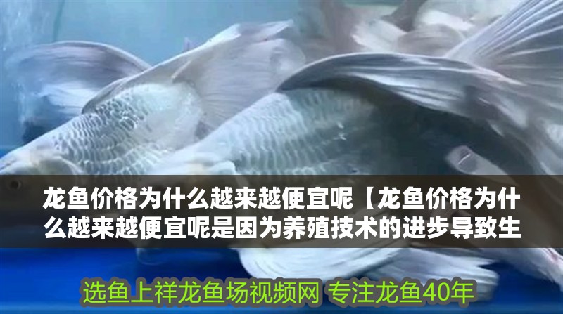 龍魚價格為什么越來越便宜呢【龍魚價格為什么越來越便宜呢是因為養殖技術的進步導致生產成本降低嗎】