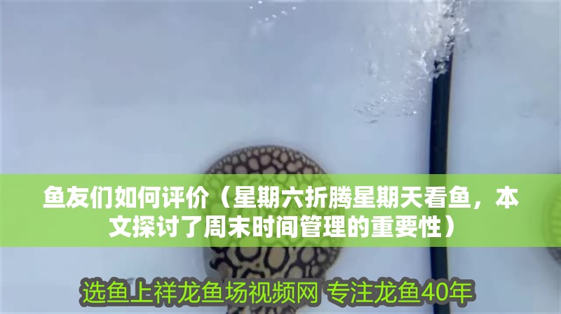 魚友們如何評價（星期六折騰星期天看魚，本文探討了周末時間管理的重要性）