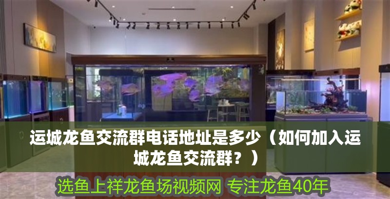 運城龍魚交流群電話地址是多少（如何加入運城龍魚交流群？）