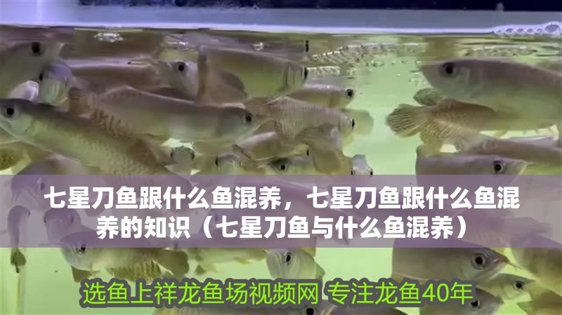 七星刀魚跟什么魚混養，七星刀魚跟什么魚混養的知識（七星刀魚與什么魚混養）
