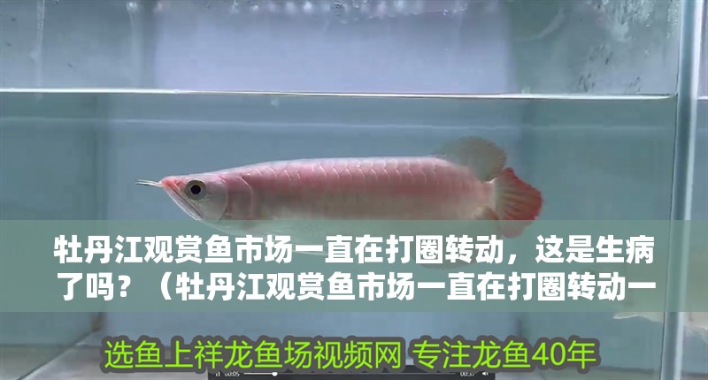 牡丹江觀賞魚市場一直在打圈轉動，這是生病了嗎？（牡丹江觀賞魚市場一直在打圈轉動一直轉圈游動，這是生病了嗎） 牡丹江觀賞魚市場一直在打圈轉動，這是生病了嗎？（牡丹江觀賞魚市場一直在打圈轉動一直轉圈游動，這是生病了嗎） 觀賞魚百科
