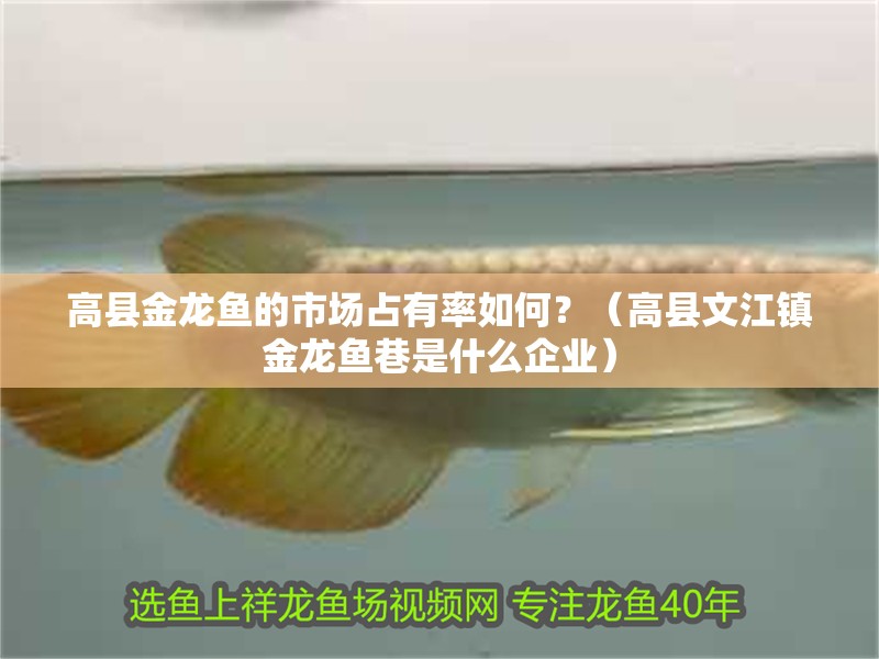 高縣金龍魚的市場占有率如何？（高縣文江鎮金龍魚巷是什么企業）