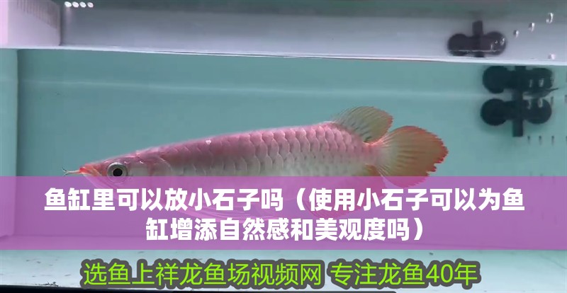 魚缸里可以放小石子嗎（使用小石子可以為魚缸增添自然感和美觀度嗎） 魚缸里可以放小石子嗎（使用小石子可以為魚缸增添自然感和美觀度嗎） 觀賞魚百科 第2張