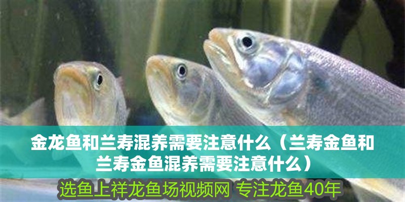 金龍魚和蘭壽混養需要注意什么（蘭壽金魚和蘭壽金魚混養需要注意什么）