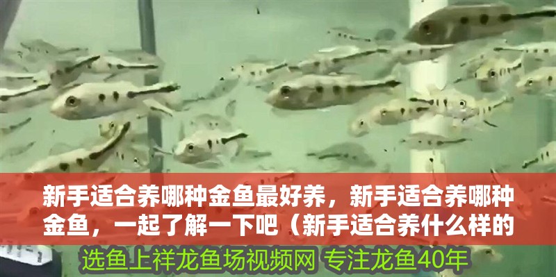 新手適合養哪種金魚最好養，新手適合養哪種金魚，一起了解一下吧（新手適合養什么樣的金魚？）