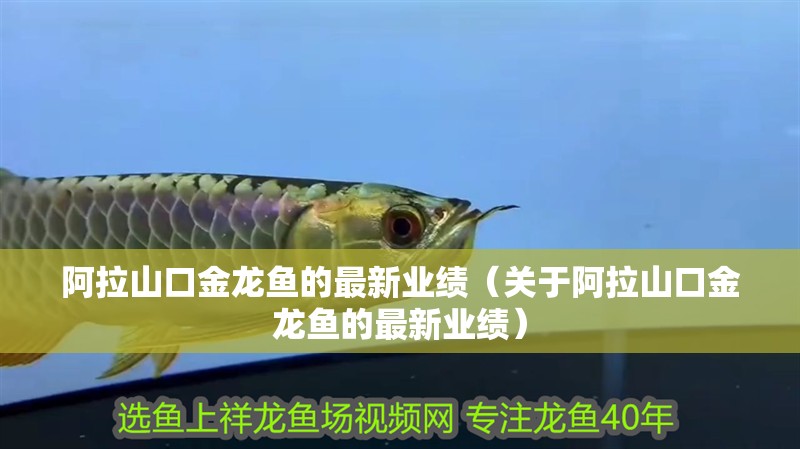 阿拉山口金龍魚的最新業績（關于阿拉山口金龍魚的最新業績）