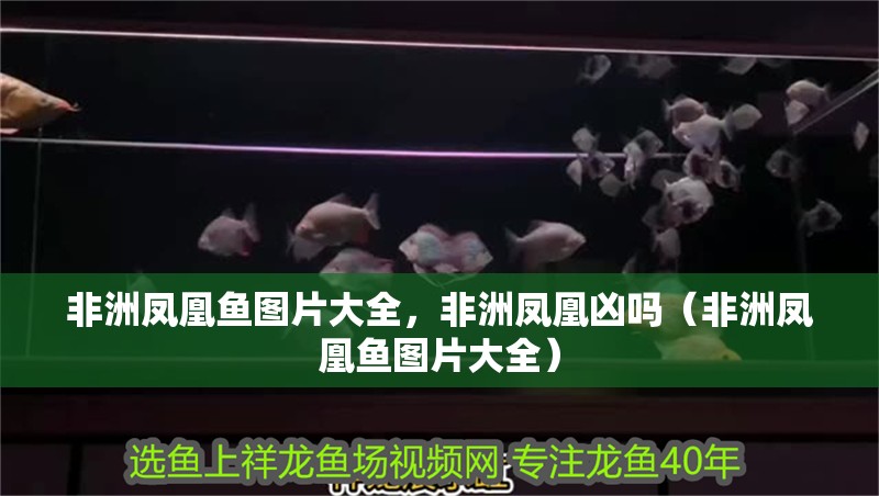 非洲鳳凰魚圖片大全，非洲鳳凰兇嗎（非洲鳳凰魚圖片大全）