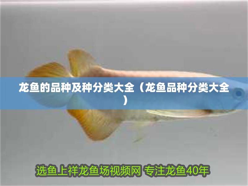 龍魚的品種及種分類大全（龍魚品種分類大全） 龍魚的品種及種分類大全（龍魚品種分類大全） 觀賞魚百科 第2張