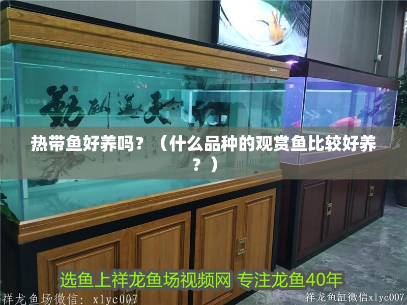 熱帶魚好養嗎？（什么品種的觀賞魚比較好養？）