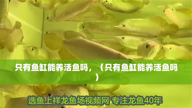 只有魚缸能養活魚嗎，（只有魚缸能養活魚嗎）