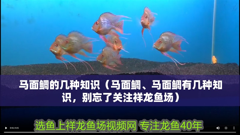 馬面鯛的幾種知識（馬面鯛、馬面鯛有幾種知識，別忘了關(guān)注祥龍魚場）