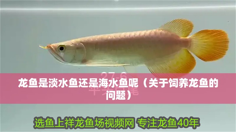 龍魚是淡水魚還是海水魚呢（關于飼養龍魚的問題）