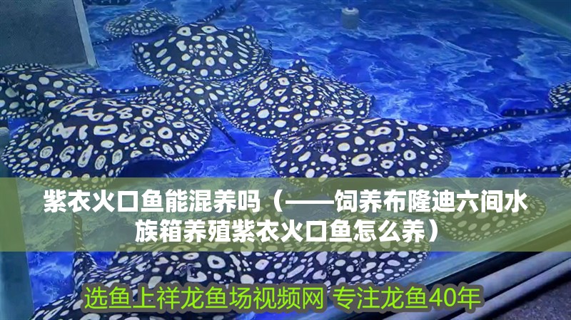 紫衣火口魚能混養(yǎng)嗎（——飼養(yǎng)布隆迪六間水族箱養(yǎng)殖紫衣火口魚怎么養(yǎng)）