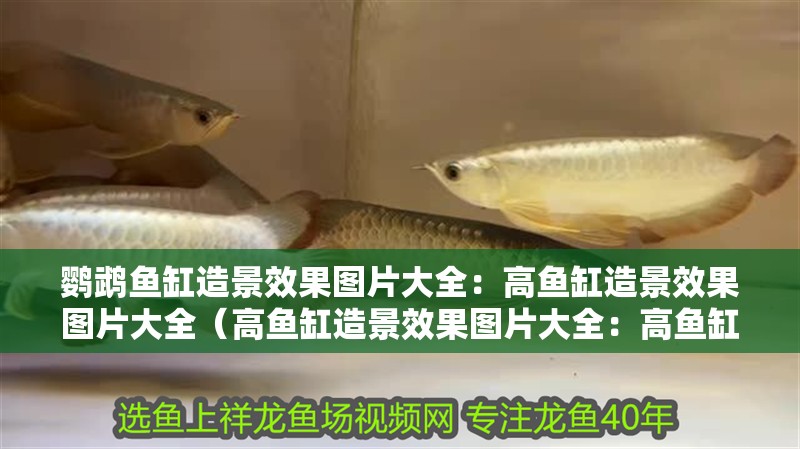 鸚鵡魚缸造景效果圖片大全：高魚缸造景效果圖片大全（高魚缸造景效果圖片大全：高魚缸造景效果圖片大全） 鸚鵡魚缸造景效果圖片大全：高魚缸造景效果圖片大全（高魚缸造景效果圖片大全：高魚缸造景效果圖片大全） 觀賞魚百科
