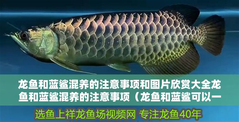 龍魚和藍鯊混養的注意事項和圖片欣賞大全龍魚和藍鯊混養的注意事項（龍魚和藍鯊可以一起養嗎？） 龍魚和藍鯊混養的注意事項和圖片欣賞大全龍魚和藍鯊混養的注意事項（龍魚和藍鯊可以一起養嗎？） 觀賞魚百科 第2張