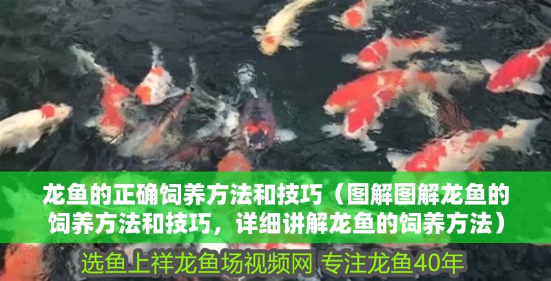 龍魚的正確飼養方法和技巧（圖解圖解龍魚的飼養方法和技巧，詳細講解龍魚的飼養方法）
