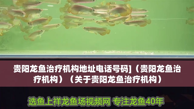 貴陽(yáng)龍魚治療機(jī)構(gòu)地址電話號(hào)碼]（貴陽(yáng)龍魚治療機(jī)構(gòu)）（關(guān)于貴陽(yáng)龍魚治療機(jī)構(gòu)） 貴陽(yáng)龍魚治療機(jī)構(gòu)地址電話號(hào)碼]（貴陽(yáng)龍魚治療機(jī)構(gòu)）（關(guān)于貴陽(yáng)龍魚治療機(jī)構(gòu)） 觀賞魚百科