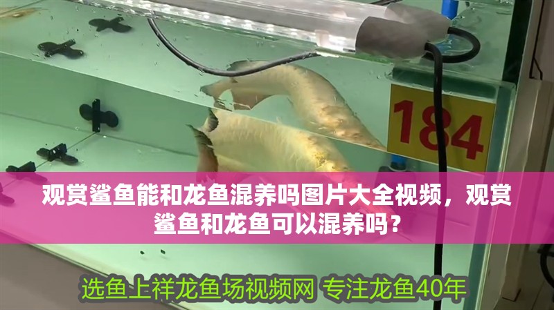 觀賞鯊魚能和龍魚混養嗎圖片大全視頻，觀賞鯊魚和龍魚可以混養嗎？