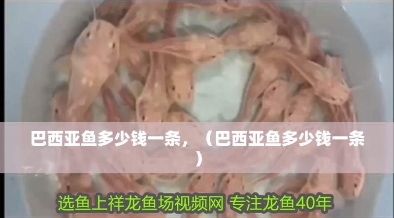 巴西亞魚多少錢一條，（巴西亞魚多少錢一條）
