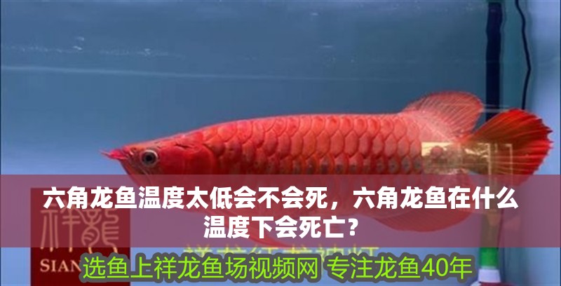 六角龍魚溫度太低會不會死，六角龍魚在什么溫度下會死亡？
