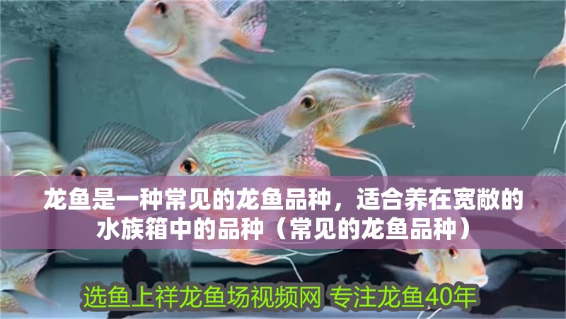 龍魚是一種常見的龍魚品種，適合養在寬敞的水族箱中的品種（常見的龍魚品種） 龍魚是一種常見的龍魚品種，適合養在寬敞的水族箱中的品種（常見的龍魚品種） 觀賞魚百科 第3張