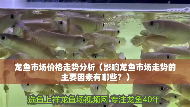 龍魚市場價格走勢分析（影響龍魚市場走勢的主要因素有哪些？）