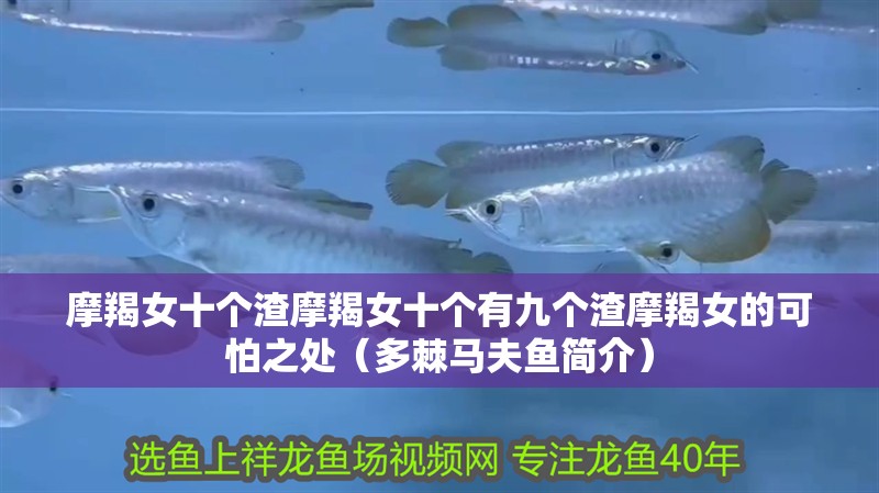 摩羯女十個(gè)渣摩羯女十個(gè)有九個(gè)渣摩羯女的可怕之處（多棘馬夫魚簡介）
