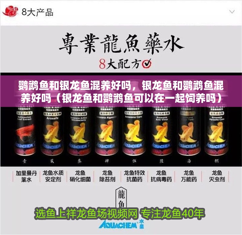 鸚鵡魚和銀龍魚混養好嗎，銀龍魚和鸚鵡魚混養好嗎（銀龍魚和鸚鵡魚可以在一起飼養嗎）