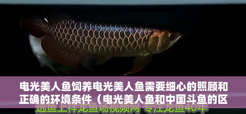 電光美人魚飼養(yǎng)電光美人魚需要細心的照顧和正確的環(huán)境條件（電光美人魚和中國斗魚的區(qū)別）