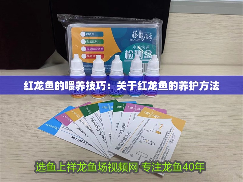 紅龍魚的喂養技巧：關于紅龍魚的養護方法