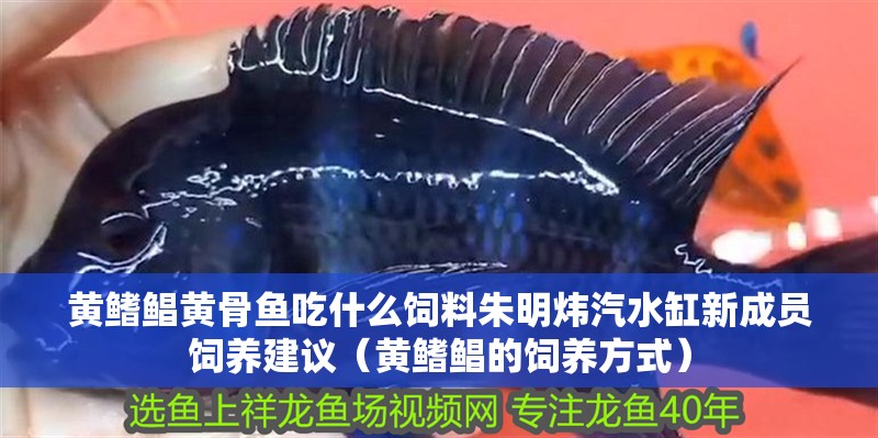 黃鰭鯧黃骨魚(yú)吃什么飼料朱明煒汽水缸新成員飼養(yǎng)建議（黃鰭鯧的飼養(yǎng)方式）