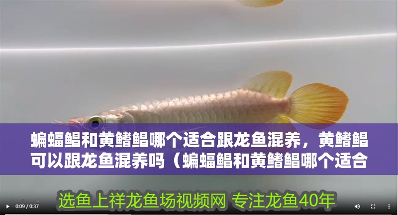 蝙蝠鯧和黃鰭鯧哪個適合跟龍魚混養，黃鰭鯧可以跟龍魚混養嗎（蝙蝠鯧和黃鰭鯧哪個適合跟龍魚混養）