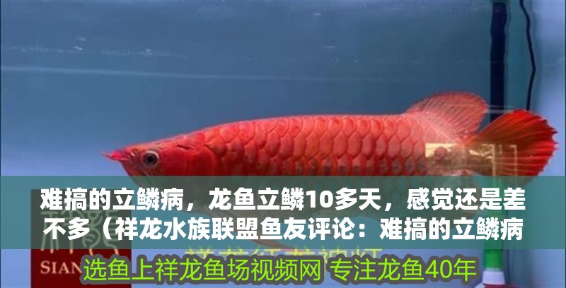 難搞的立鱗病，龍魚立鱗10多天，感覺還是差不多（祥龍水族聯(lián)盟魚友評(píng)論：難搞的立鱗病是一種常見的皮膚病）