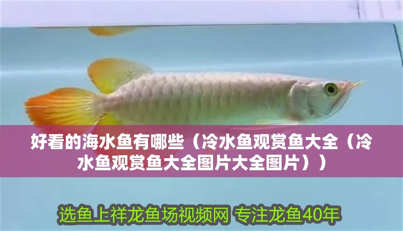 好看的海水魚有哪些（冷水魚觀賞魚大全（冷水魚觀賞魚大全圖片大全圖片））