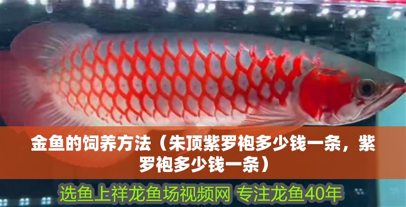 金魚的飼養方法（朱頂紫羅袍多少錢一條，紫羅袍多少錢一條） 金魚的飼養方法（朱頂紫羅袍多少錢一條，紫羅袍多少錢一條） 觀賞魚百科