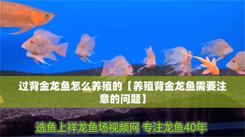 過背金龍魚怎么養殖的【養殖背金龍魚需要注意的問題】