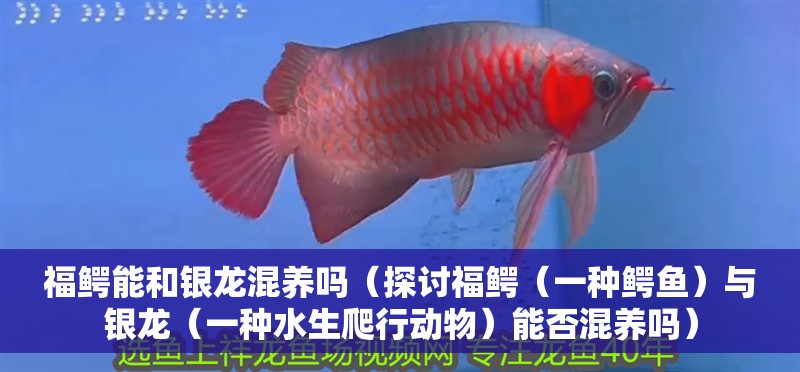 福鱷能和銀龍混養(yǎng)嗎（探討福鱷（一種鱷魚）與銀龍（一種水生爬行動物）能否混養(yǎng)嗎） 福鱷能和銀龍混養(yǎng)嗎（探討福鱷（一種鱷魚）與銀龍（一種水生爬行動物）能否混養(yǎng)嗎） 觀賞魚百科 第4張