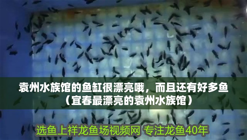 袁州水族館的魚缸很漂亮哦，而且還有好多魚（宜春最漂亮的袁州水族館）